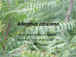 Ailanthus altissima - University of Nevada, Reno