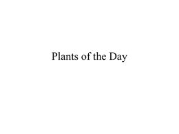 Plants of the Day - Western Washington University