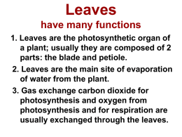 Leaves have many functions
