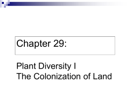 Plants and the Colorization of Land