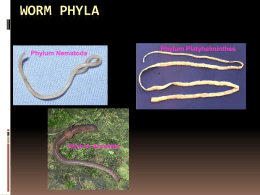Worm Phyla - Shah's Aquatic Science