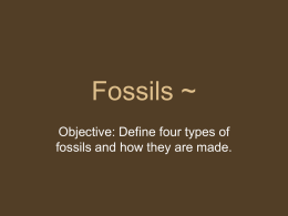 Fossils ~