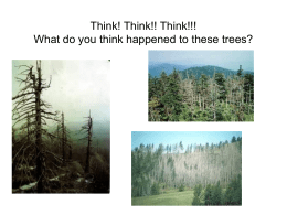 Think! Think!! Think!!! What do you think happened to these trees?