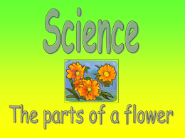 The Parts of a Flower Powerpoint Presentation