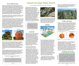 Impacts On Sugar Maple Growth