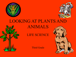 LOOKING AT PLANTS AND ANIMALS