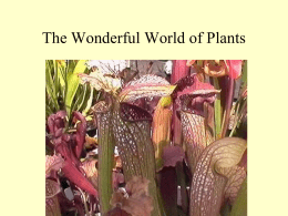 06-Plants