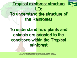 Rainforest - BSHyear8Geography