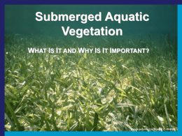 Submerged Aquatic Vegetation What it is and why it is important
