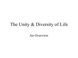 A32-The Unity & Diversity of Liffe