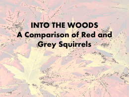 Red_Squirrels_and_Grey_Squirrels