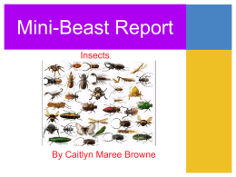 Mini-Beast Report Insects By Caitlyn Maree Browne What Does it do
