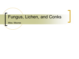 Fungus, Lichen, and Conks
