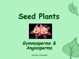 seed plants - Biology Junction