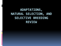 Adaptations, Natural Selection, and Selective Breeding Review