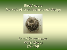 Birds Nest 1