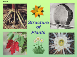 Plant structure adaptations and responses