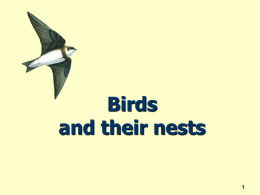 2.1 Module 2 - Birds and nests presentation