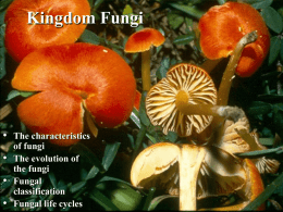 Intro. to the Fungi ( PowerPoint Presentation) - A