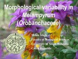 Morphological variability in Melampyrum (Orobanchaceae)