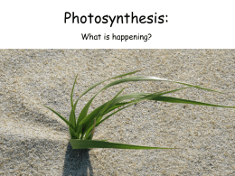 Photosynthesis_for_Fish_Migration