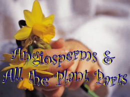 Angiosperms