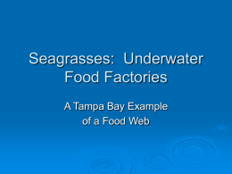 Lesson Plan 3 Seagrass Power Point