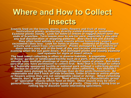 Where and How to Collect Insects