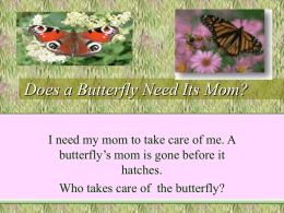 Does a Butterfly Need Its Mom? - Etiwanda E