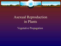 Vegetative Reproduction in Plants