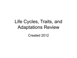 Life Cycles, Traits, and Adaptations Review