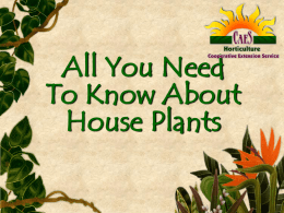all_to_know_houseplants