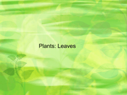 SBI 3U plants 2