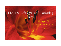 14.4 The Life Cycle of Flowering Plants