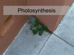 Photosynthesis - California Science Teacher