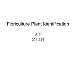 Plant Identification S-Z