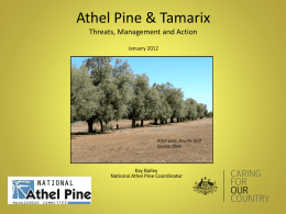 Athel Pine & Tamarix Threats, Management and