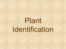 Floriculture Plant ID