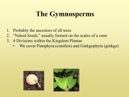 The Gymnosperms - Delaware Trees
