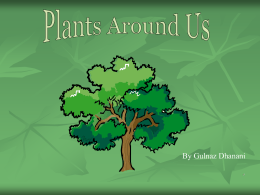 Plants Around Us