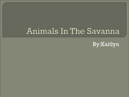 Animals In The Savanna - cooklowery14-15