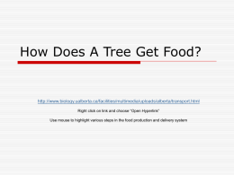 How Does A Tree Get Food?