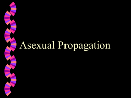 Asexual Propagation