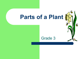 Parts of a Plant, Grade 3, Karla Mills
