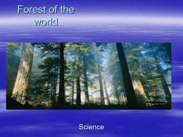 Forest of the world