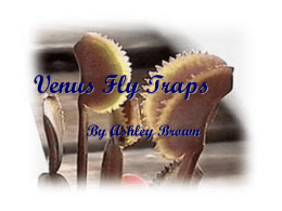 Venus Fly Traps