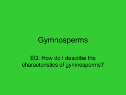 How do I describe the characteristics of gymnosperms?