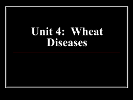 Unit 4: Wheat Diseases
