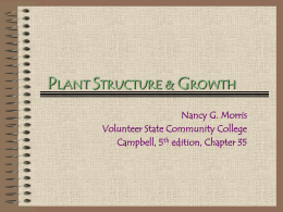 Plant Structure and Growth - Volunteer State Community College