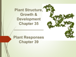 Plant Structure, Growth & Development Chapter 35